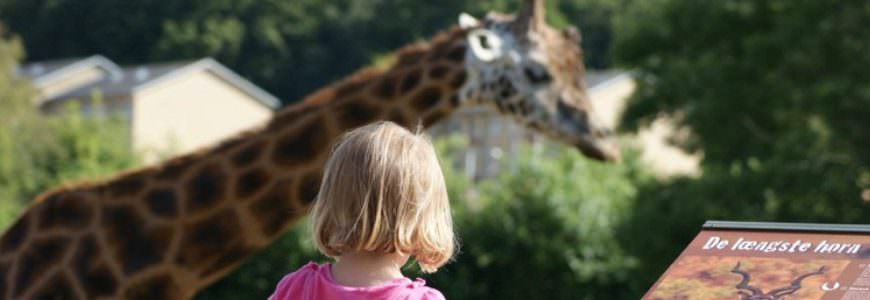Aalborg zoo Giraff