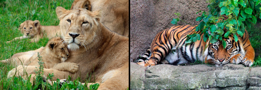 Løve og tiger