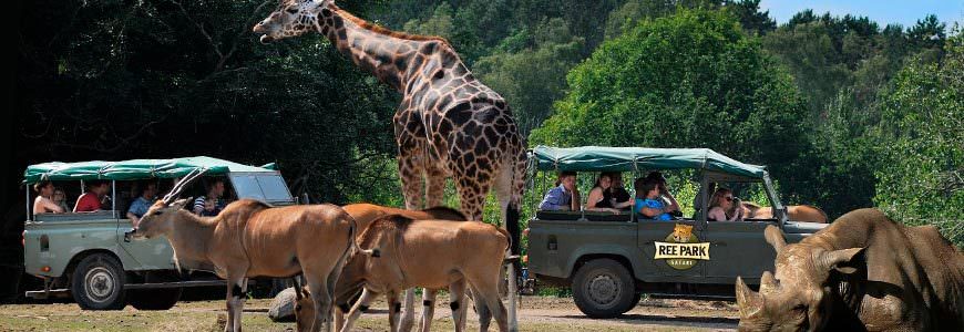 Safari i Ree Park med biler, dyr og mennesker
